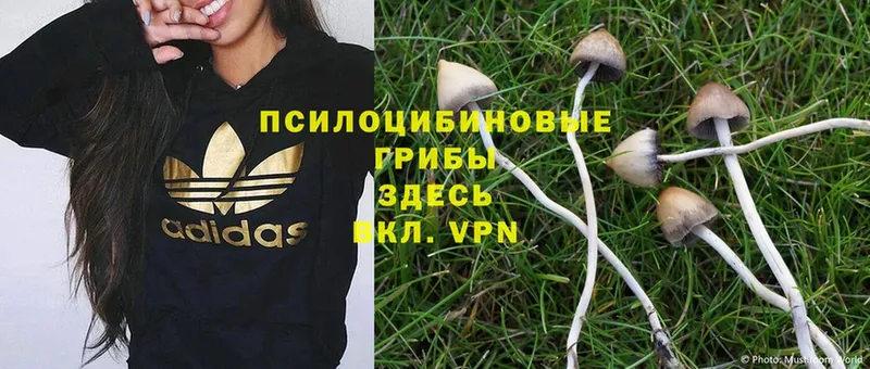 Псилоцибиновые грибы Psilocybine cubensis  Томск 